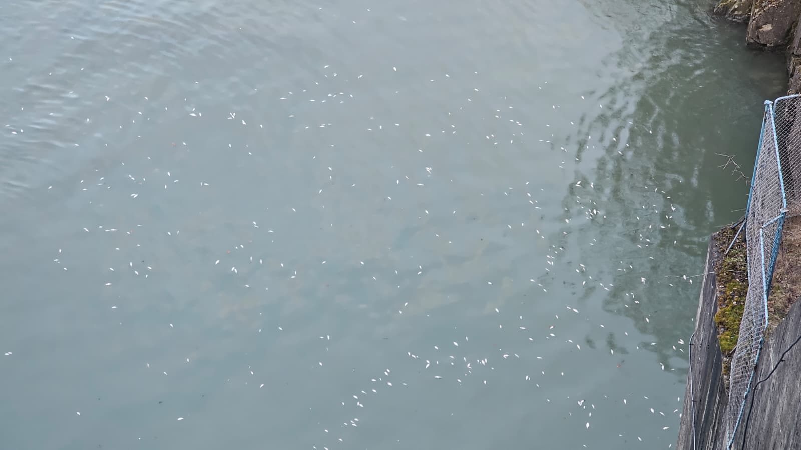 Alertă de mediu: pești morți descoperiți în Bistrița