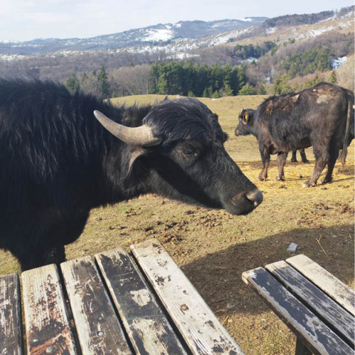 „Bivolii fantomă” din Ghioșești – Comarnic. Imagini înfiorătoare cu animale lăsate să moară de foame