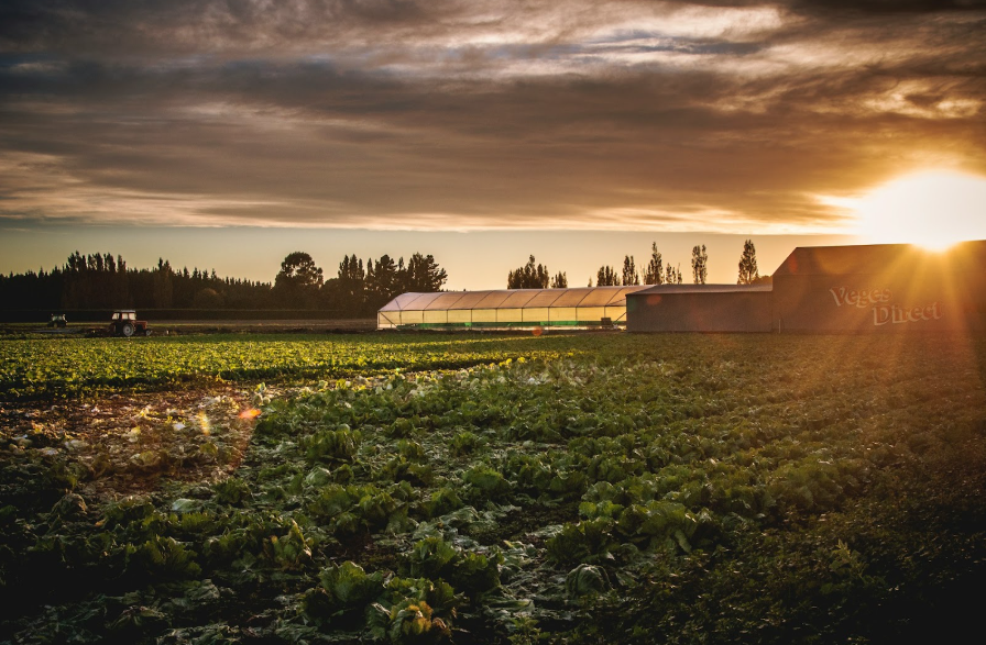 Motosapa: Element Esențial pentru Grădinile de Acasă