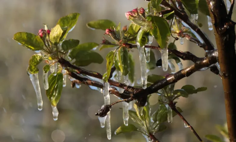 Primarul Gabriel Sandu îndeamnă fermierii din Voinești să depună cereri pentru sprijin financiar