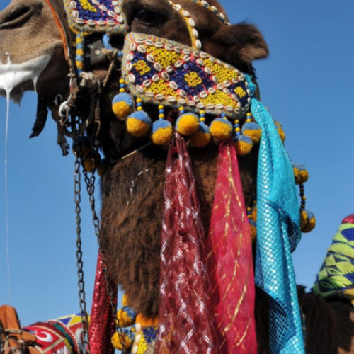 Descalificarea a 20 de cămile la festivalul din Oman din cauza cosmeticelor