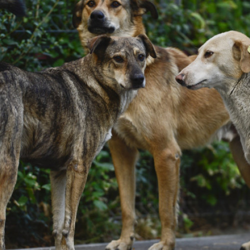 Percheziții în patru județe pentru eutanasierea ilegală a câinilor