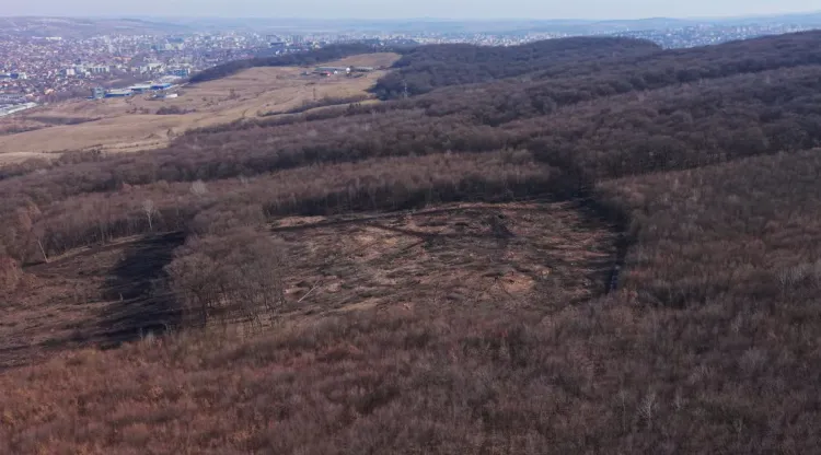 Controverse în Cluj-Napoca după defrișări suspecte în Pădurea Hoia Baciu