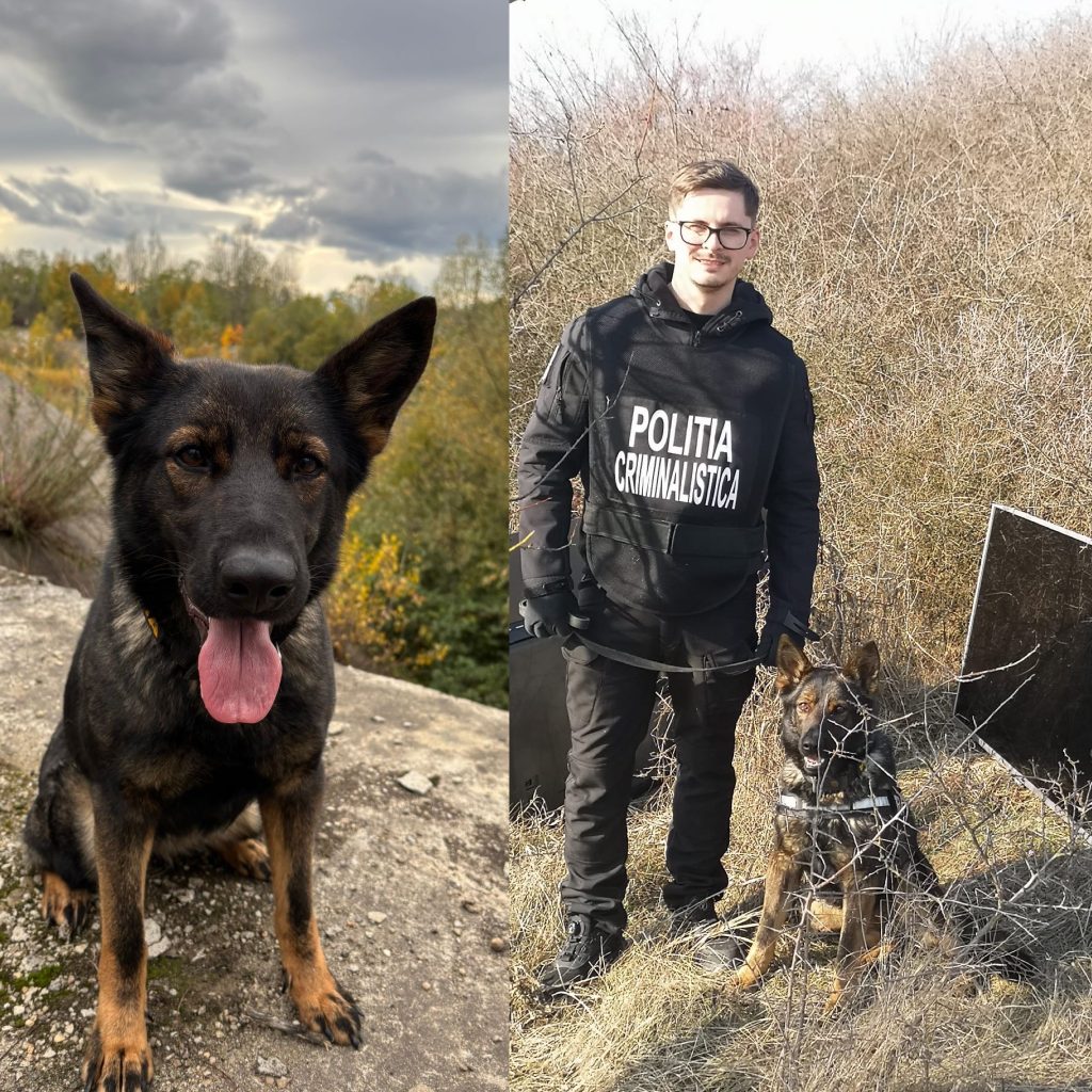 Gica, câinele de urmărire, ajută polițiștii în recuperarea bunurilor furate