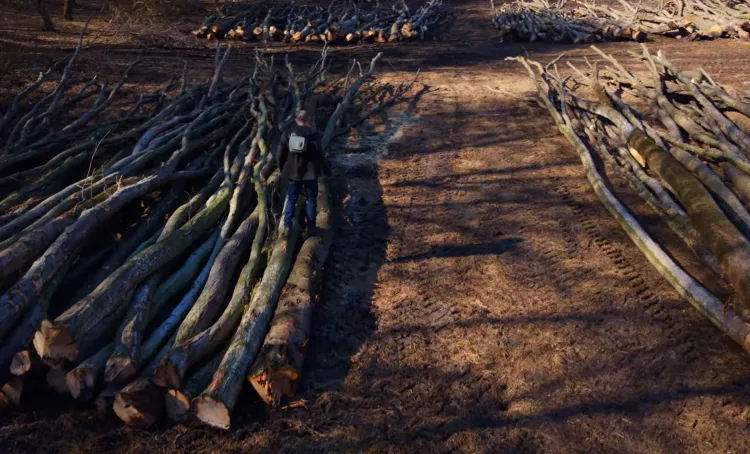 Îngrijorarea clujenilor după tăierile din pădurea Hoia-Baciu