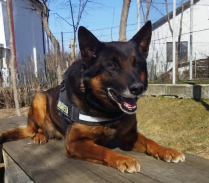 La 14 ani de la înființare, câinele de serviciu Pih își ia rămas bun