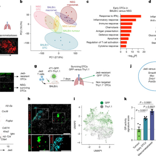 Un ax glucoorticoid–FAS controlează evaziunea imunitară în timpul semănării metastatice