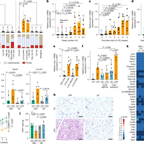 Inducția adipocitelor bej prin intermediul microbiotei în răspuns la alimente