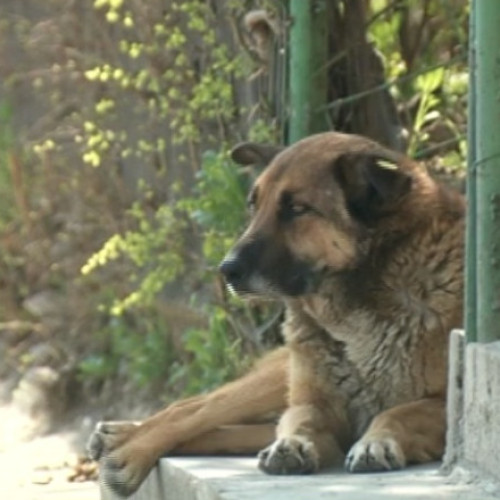 Doi bărbați reținuți pentru eutanasierea ilegală a câinilor în Prahova și Giurgiu