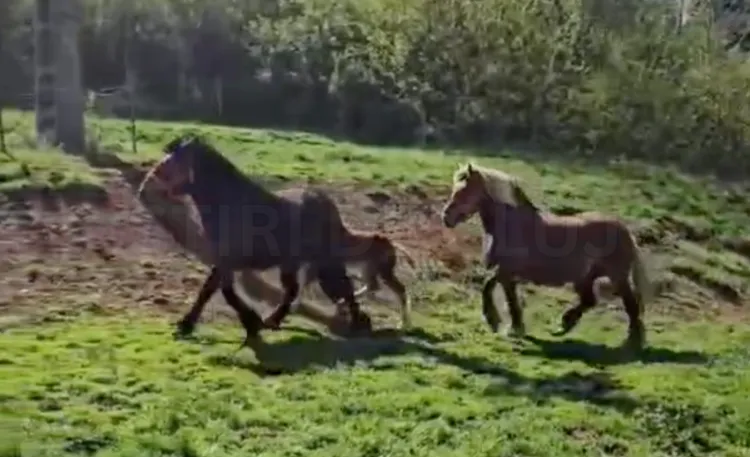 Cai furați din Luna de Sus, recuperați după un an de căutări