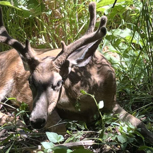 Boala cronică de wasting detectată în cerbi în mai multe părți din Utah