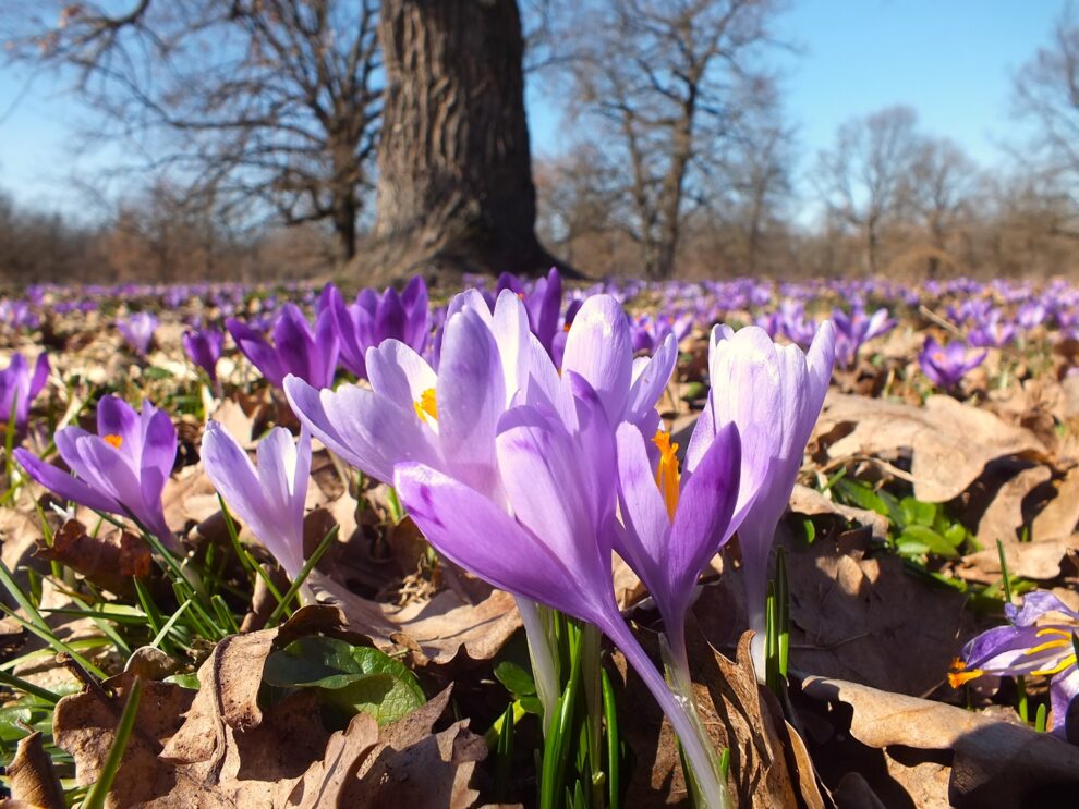 Brândușele de primăvară îmbogățesc frumusețea pădurii din Șesul Orheiului
