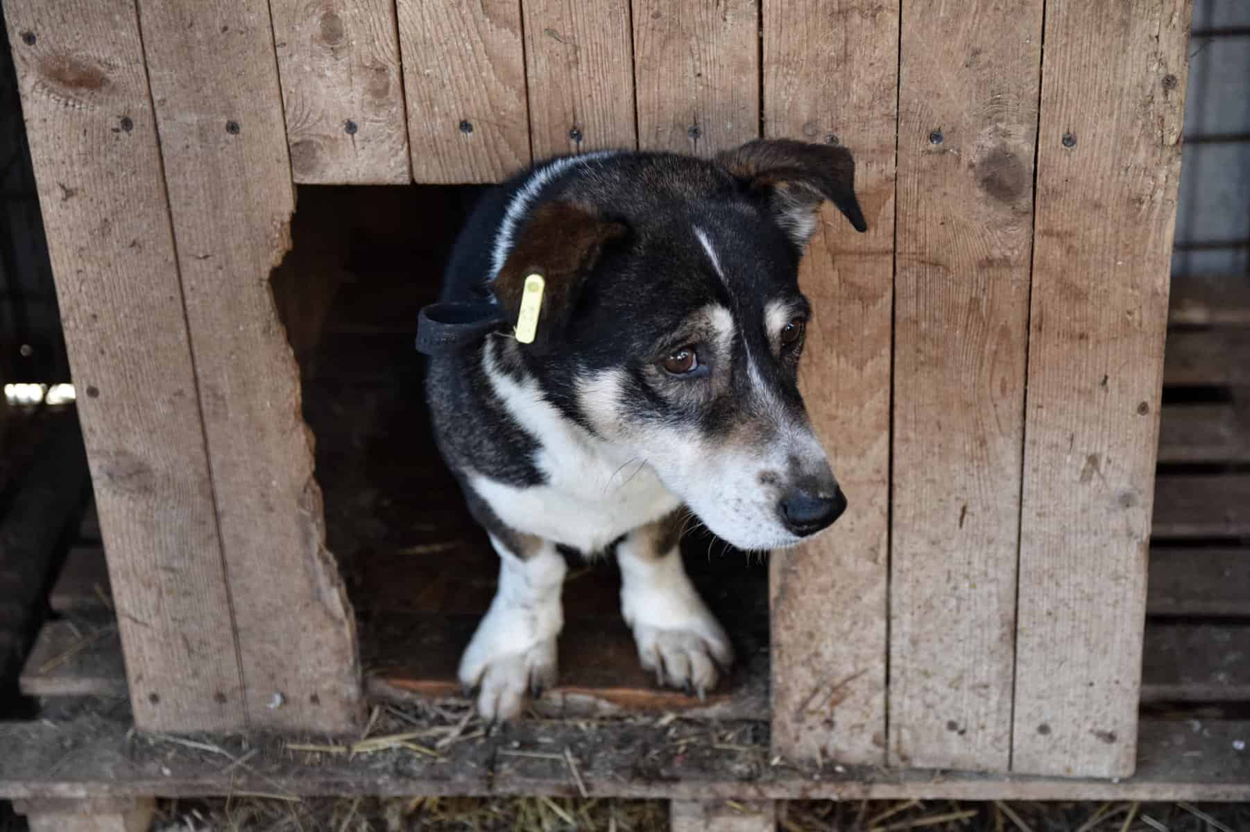 Orașele din Alba se asociază pentru gestionarea animalelor fără stăpân