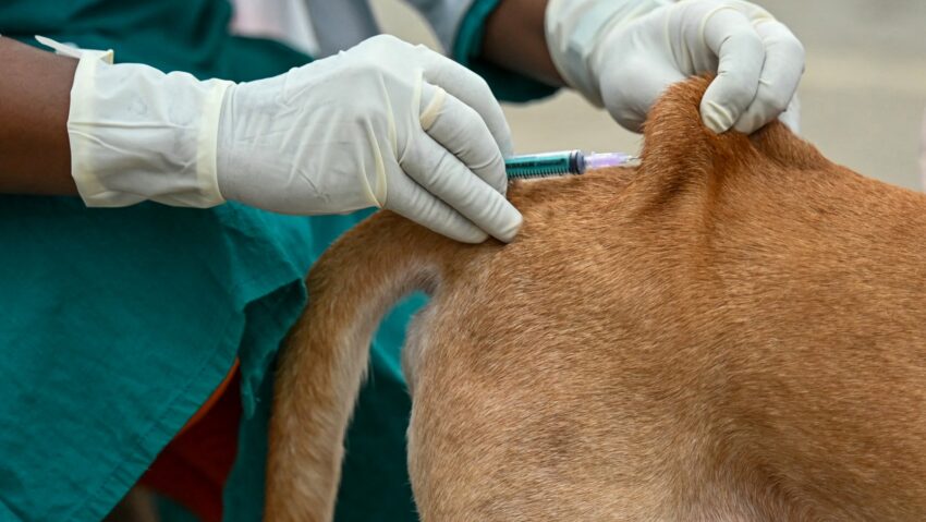 Un câine din Oglinzi a fost diagnosticat cu rabie