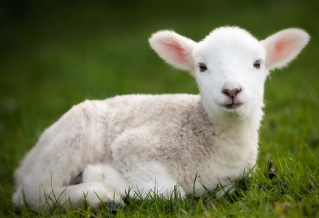 Prețul cărnii de porc atinge 26 de lei pe kilogram