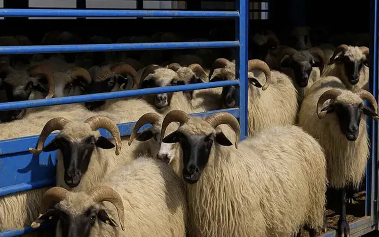 Exporturile României de produse animale cresc în volum și diversitate