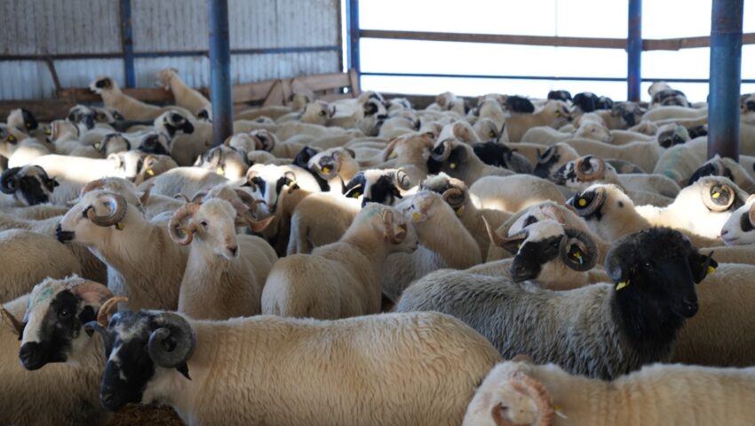 Exporturile românești de produse animale cresc constant până în 2025