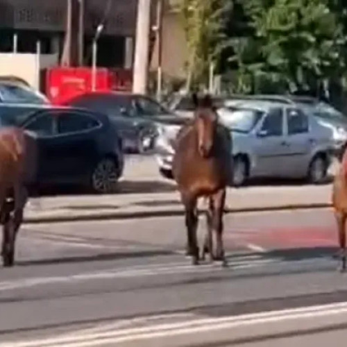 Cai sălbatici provoacă îngrijorare pe strada Voroneț din Cluj-Napoca