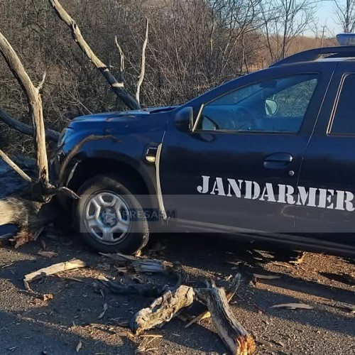 Copac căzut peste mașina de Jandarmerie. FOTO