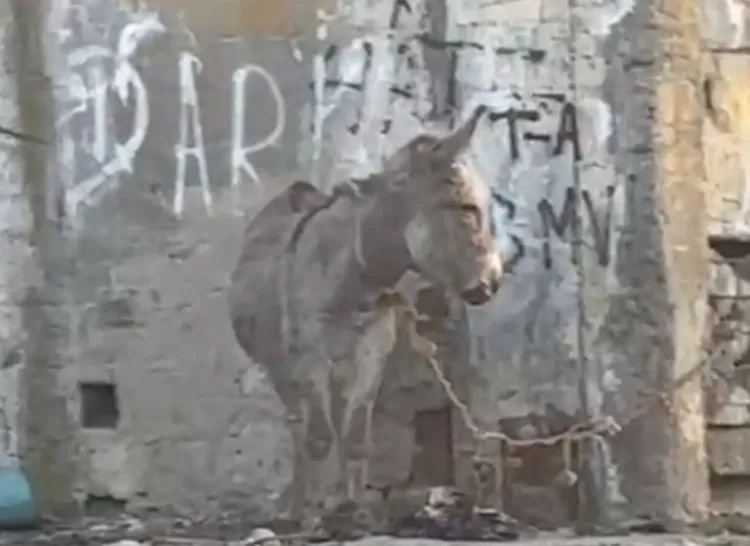 Măgăruș legat pe Calea Dezmirului din Cluj-Napoca, descoperit de o clujeancă