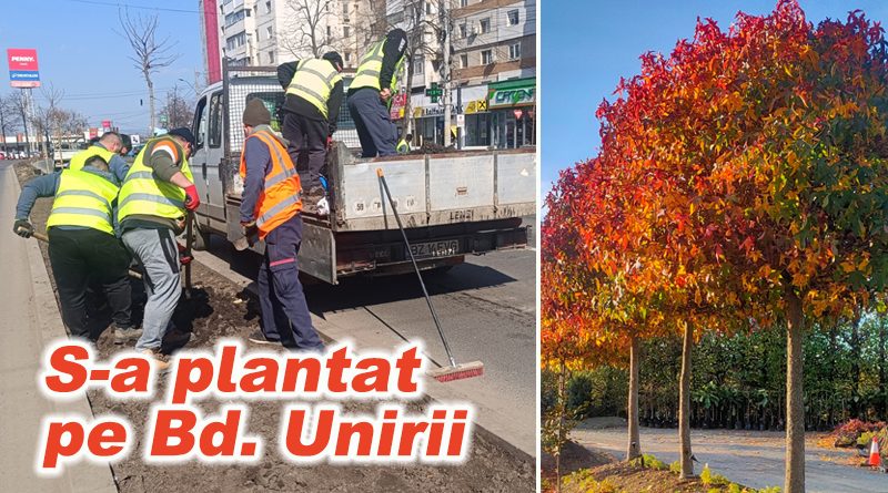 Muncitorii de la Urbis finalizează plantarea puieților de arbore de gumă pe Bd. Unirii