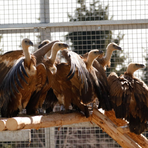 Vulturi suri reintroduși în România după 70 de ani