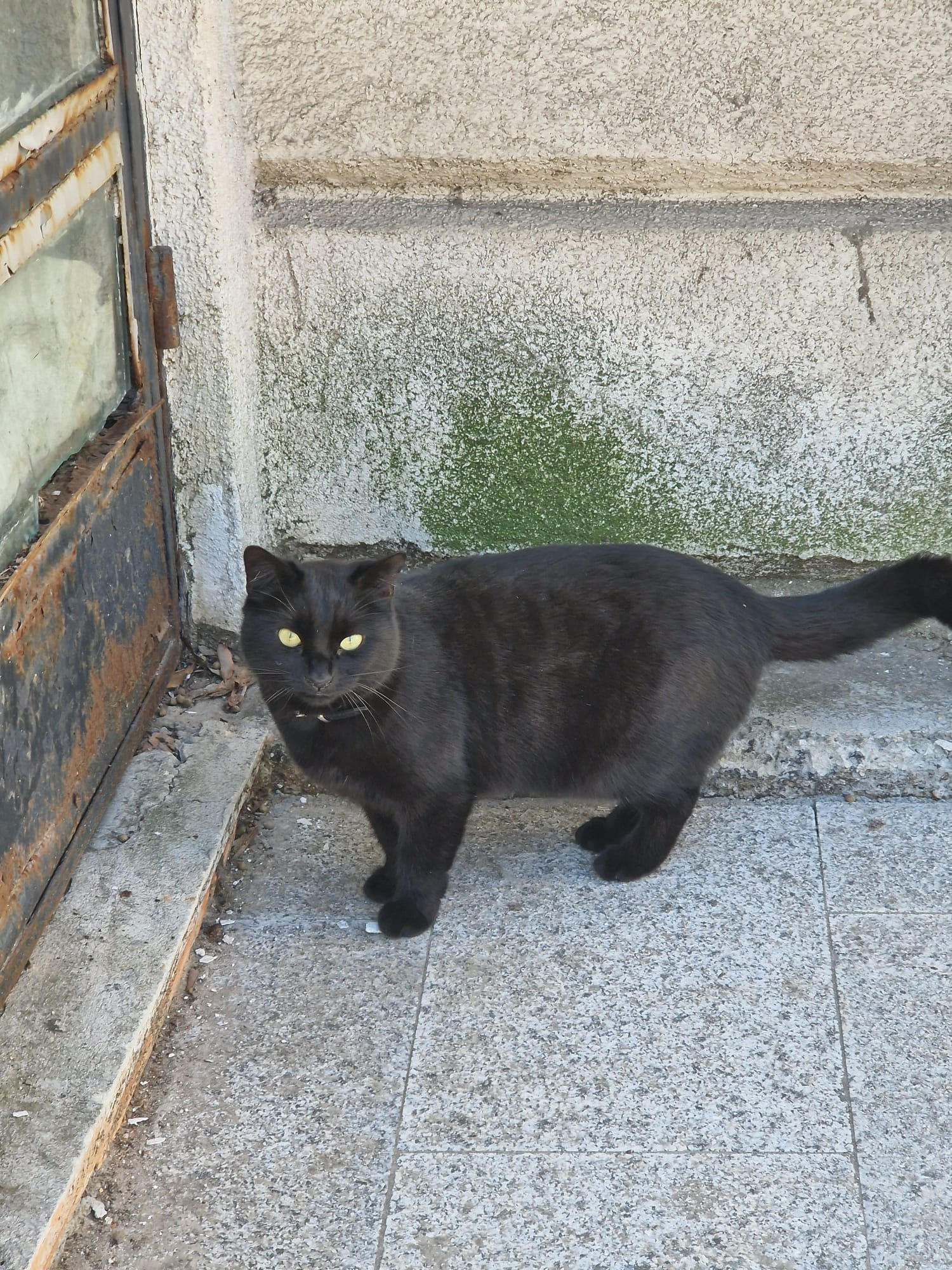 O pisică neagră stârnește superstiții în Galați