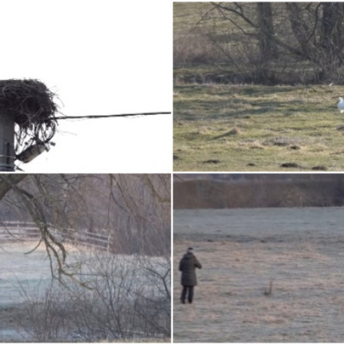 O barză devine vedetă în Covasna, răsfățată de localnici