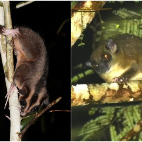 Două specii de marsupiale dispărute redescoperite în Papua de Vest