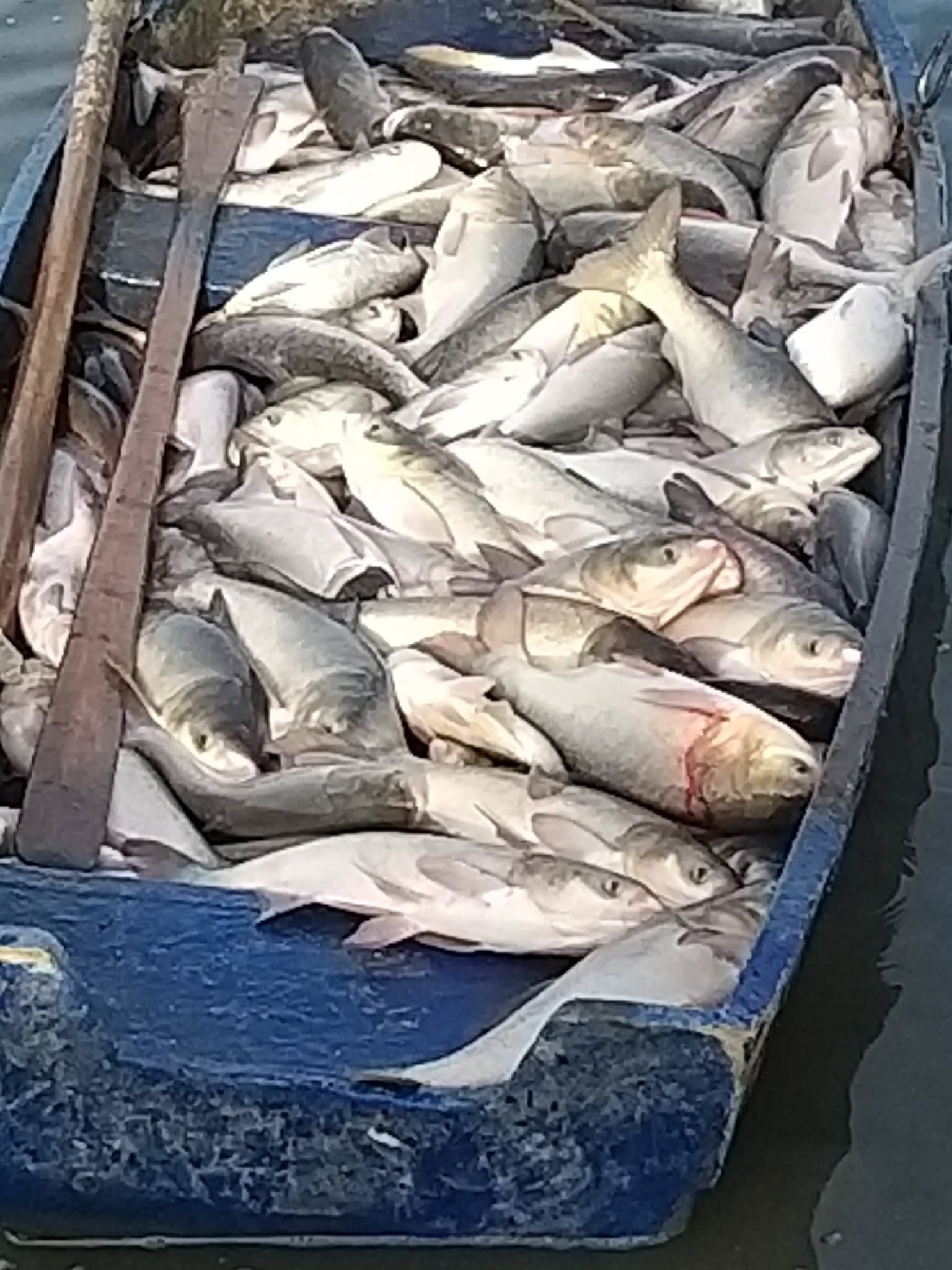 Pește viu de vânzare pe 14 martie în Gogoșari, Giurgiu