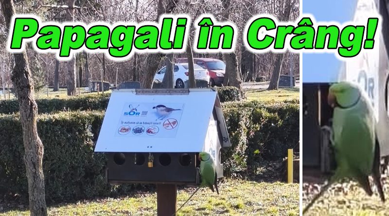 Papagalii au ajuns în Parcul Crâng din Buzău