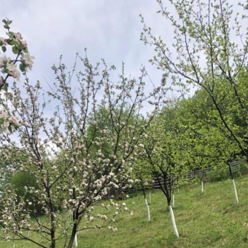 Prognoza vremii în Alba în săptămâna 11 – 17 martie 2024: Temperaturi în creștere și ploi izolate