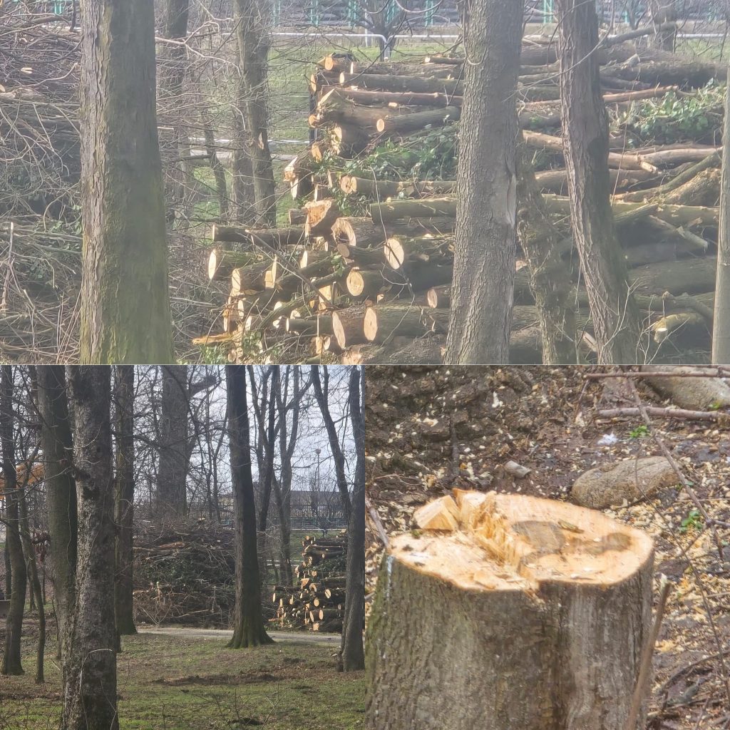 Controverse legate de tăierea arborilor în Parcul Central din Târgu Jiu