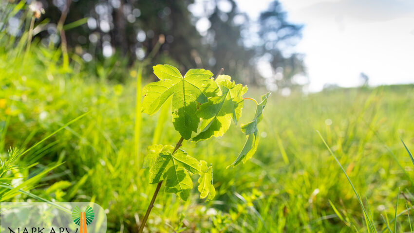 Programul 'Poarta de Soare' continuă cu dezvoltarea spațiilor verzi în Sfântu Gheorghe
