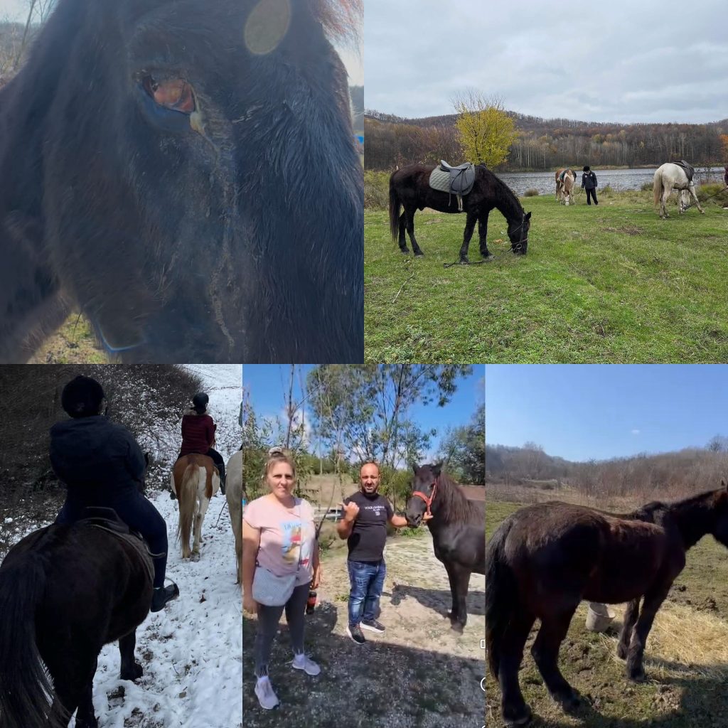 Incident șocant la centrul de echitație din Rovinari