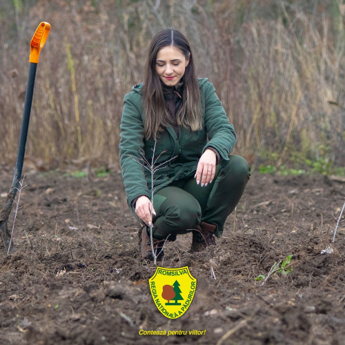 Romsilva va planta 25 de milioane de puieți forestieri în 2026
