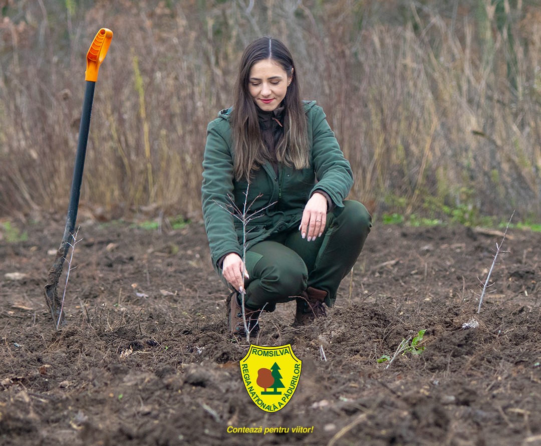 Romsilva va planta 25 de milioane de puieți forestieri în 2026