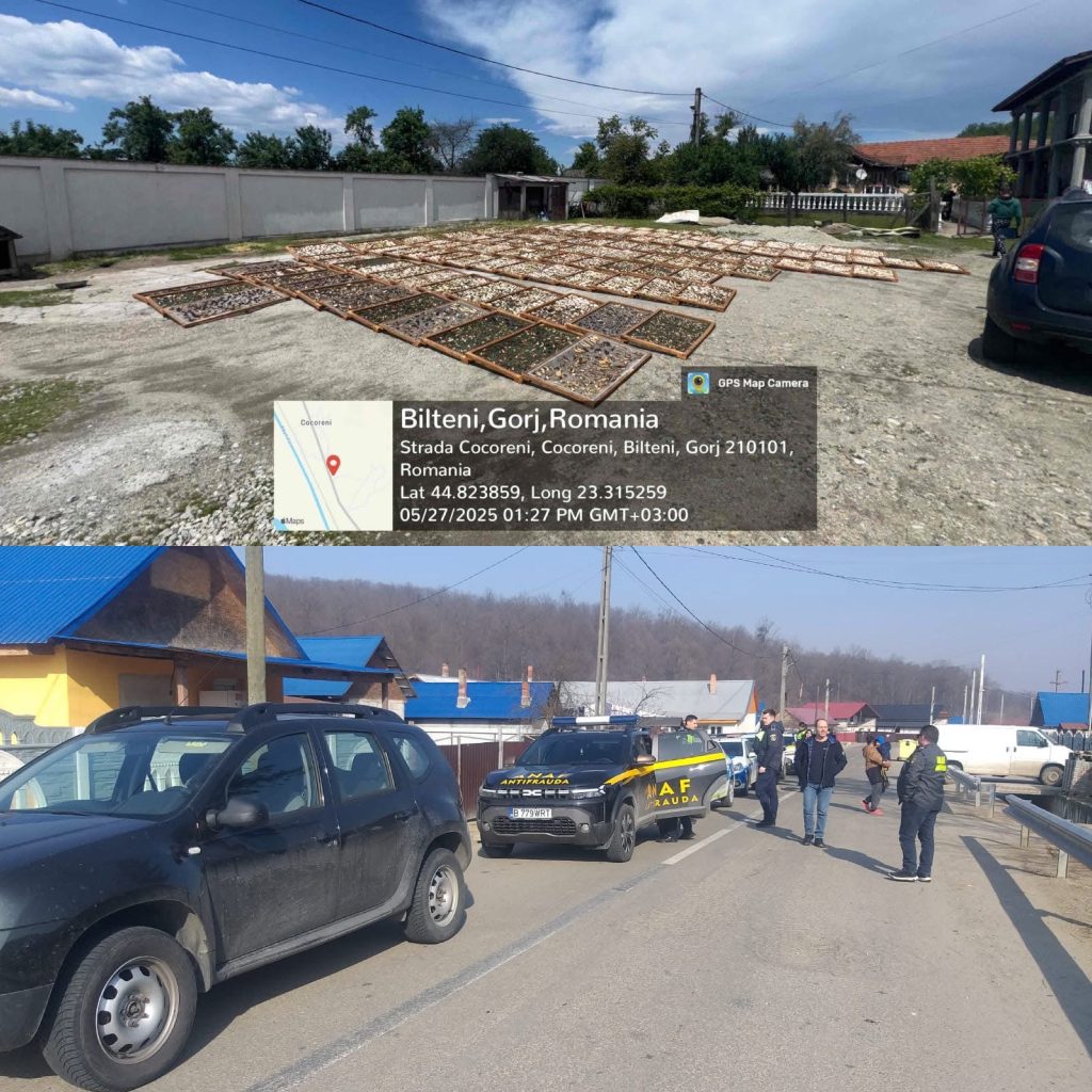 Rețea de afaceri ilegale cu trufe și fructe de pădure descoperită de autorități