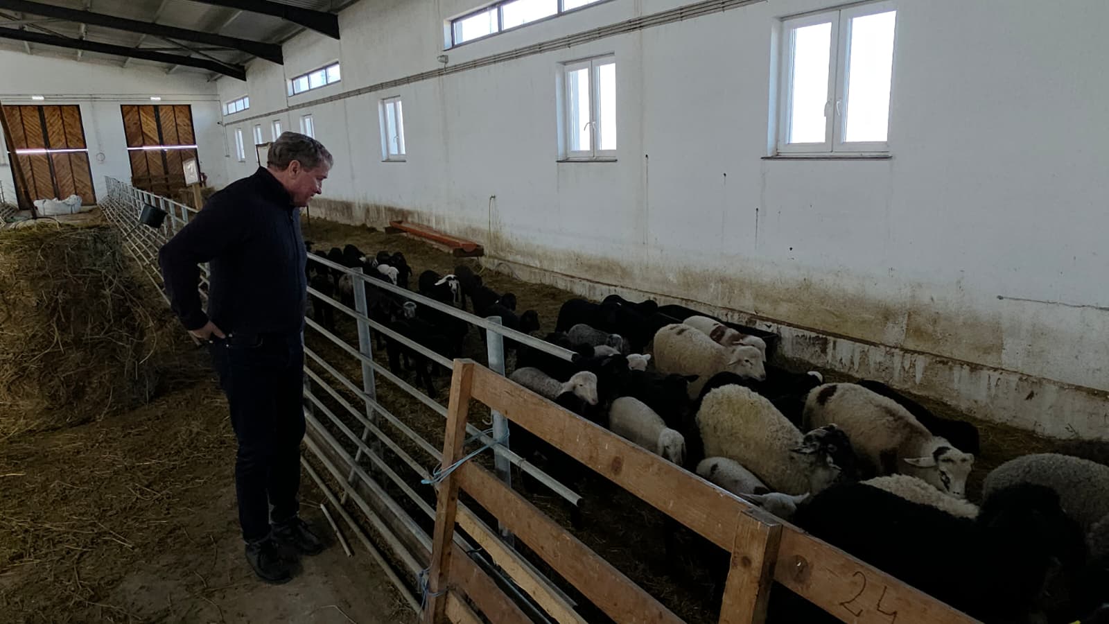 Prețul mielului de Paște se anunță accesibil în 2026