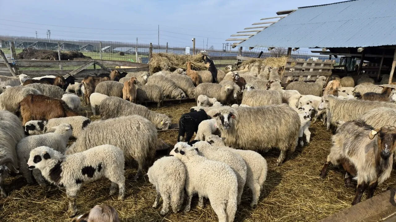Conflictul din Orientul Mijlociu blochează exporturile de carne de oaie românească