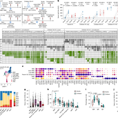 Imprimarea celulelor B la copii afectează anticorpii împotriva tulpinii hemagglutininice