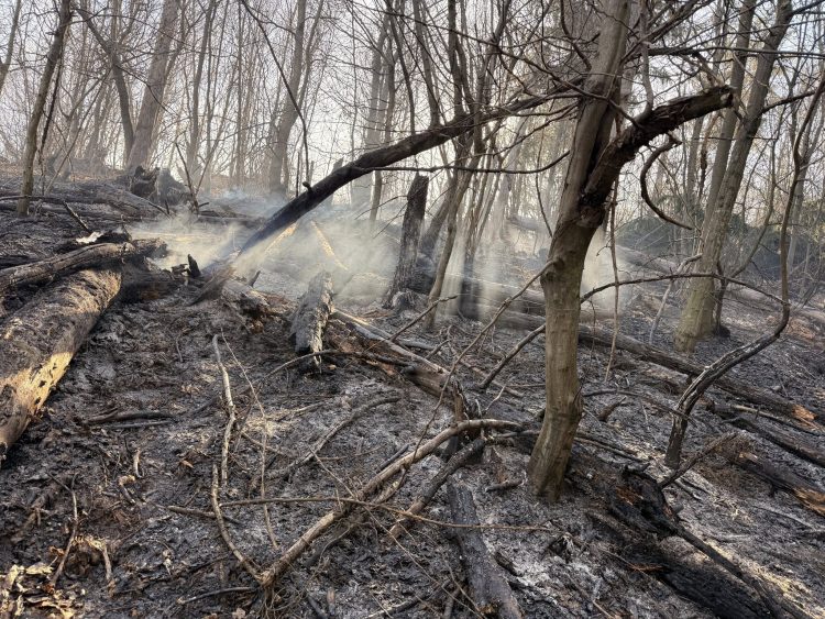Incendiu de vegetație la Borșa: O persoană găsită inconștientă