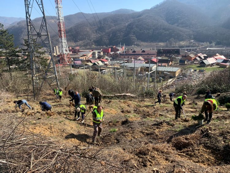 Angajații Administrației Bazinale de Apă Someș-Tisa participă la o acțiune de împădurire