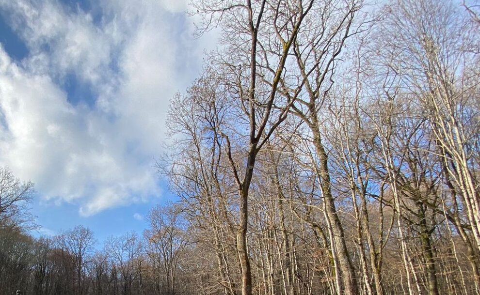 Pri­măria Bistrița derulează activități de împădurire și conștientizare ecologică