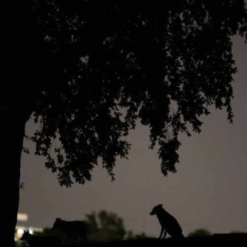 Șacalii înmulțiți terorizează locuitorii din Arad