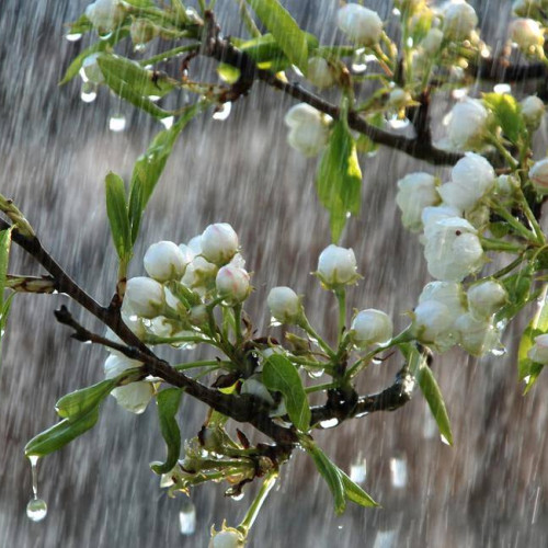 Anunț de informare meteorologică privind vântul și ploile în România