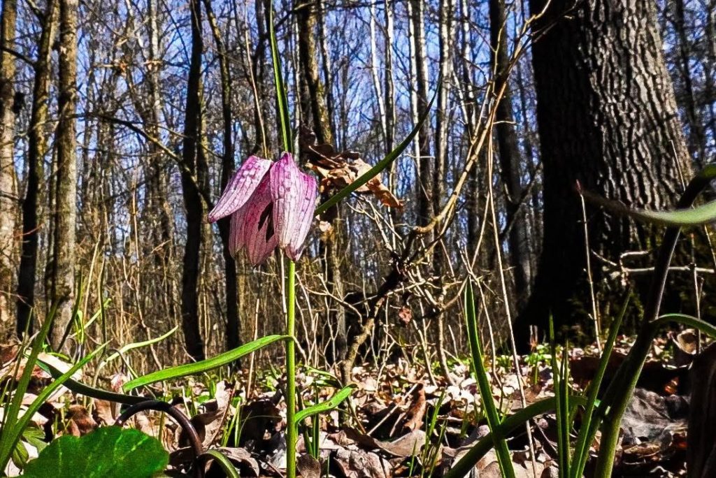Primăvara aduce laleaua pestriță în pădurile din Gorj
