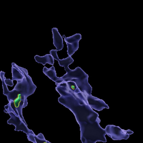 Microplasticele împiedică celulele imune să elimine germenii