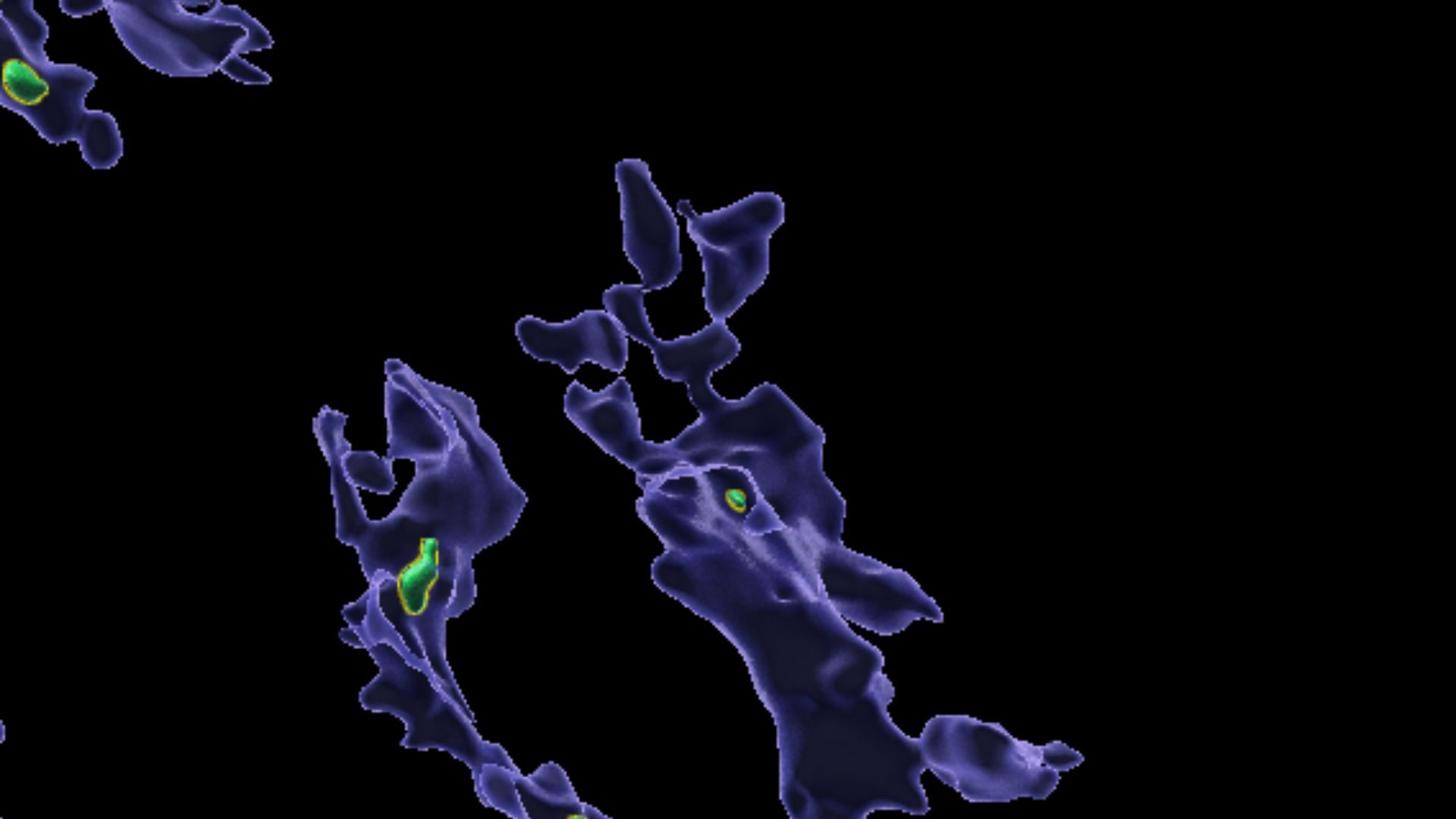 Microplasticele împiedică celulele imune să înghită germeni