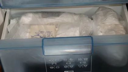 Descoperire macabră în Teplice: 100 de pisoi morți în congelator